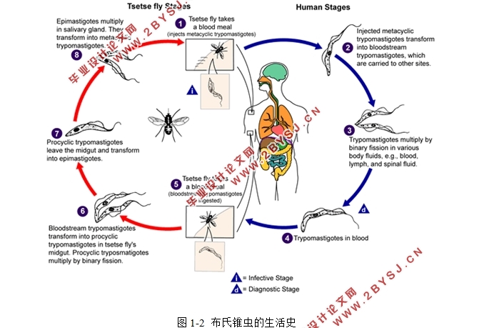 新型脱氢松香胺类抗锥虫病药物的合成研究