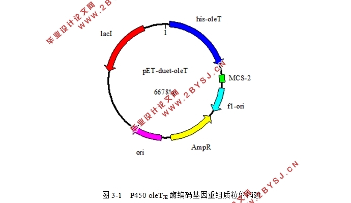 P450 oleTJE催化脂肪酸合成线性α-烯烃的研究