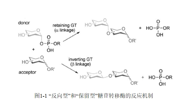 重组大肠杆菌全细胞催化合成槲皮素糖苷